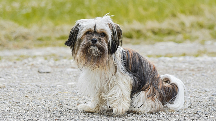 西施狗飼養全攻略-性格分析-掉毛情況-健康檢查與飼養貼士